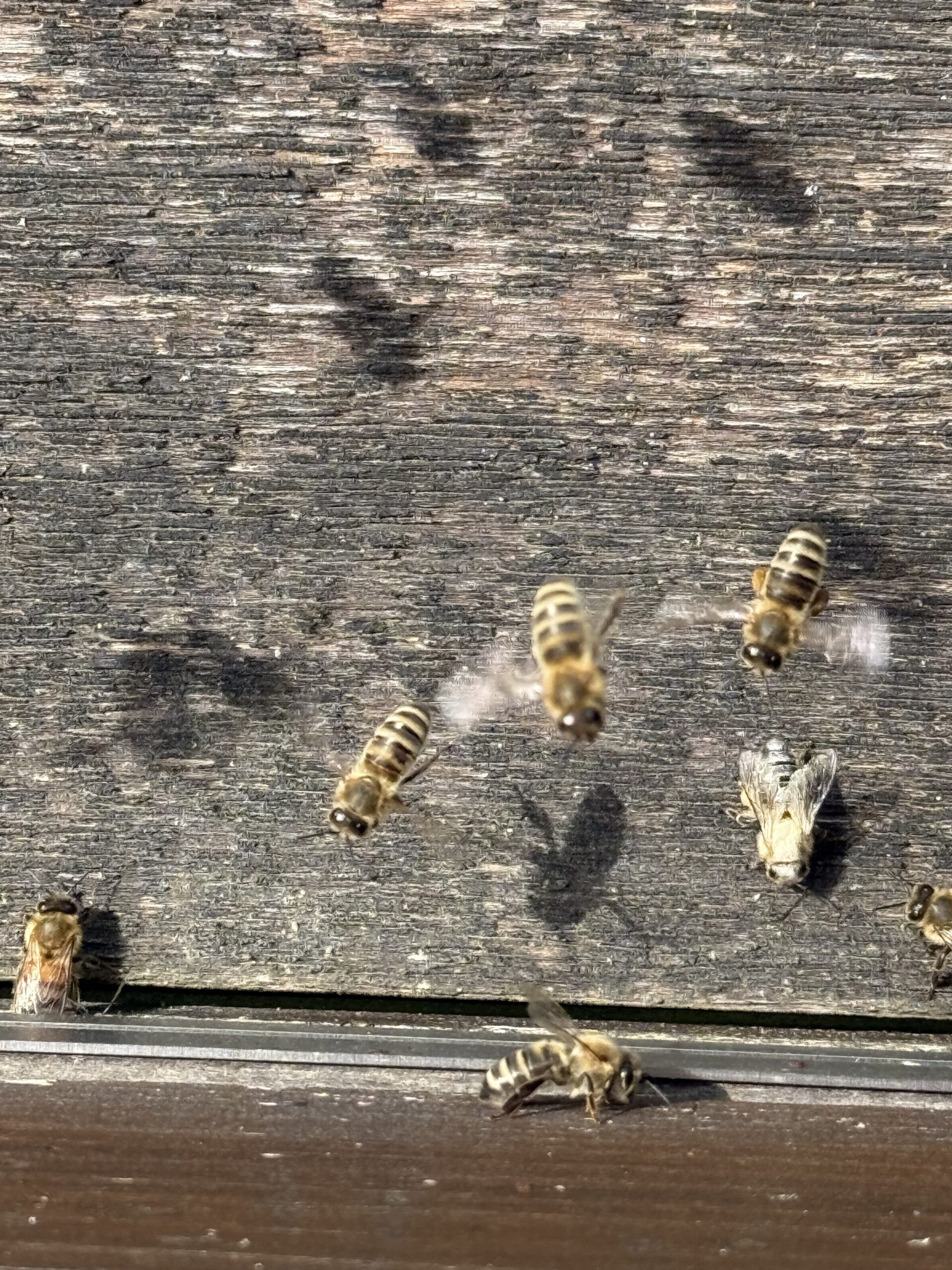 Honigfaktur_Allgäu_2