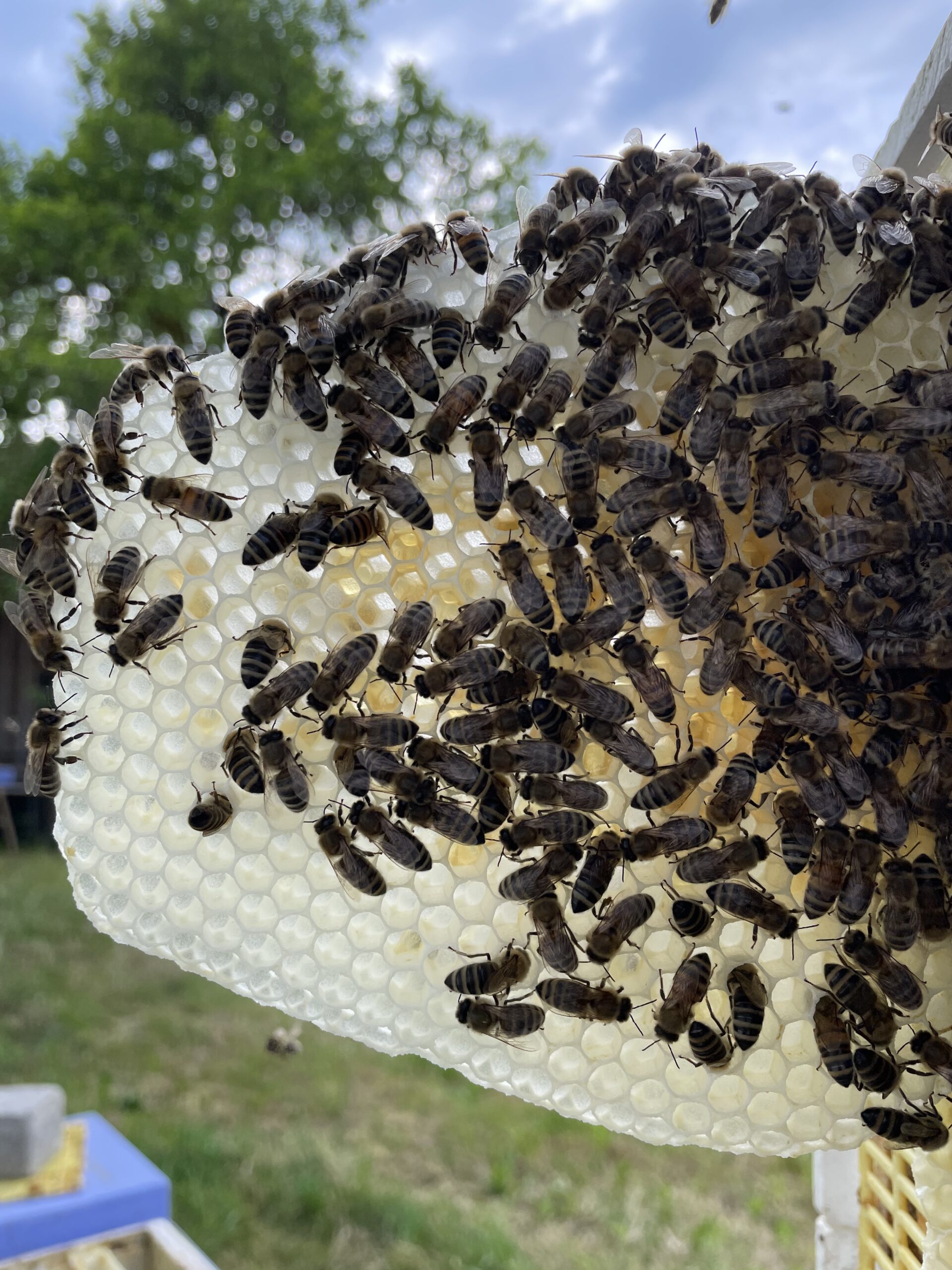 Honigfaktur_Allgäu_4